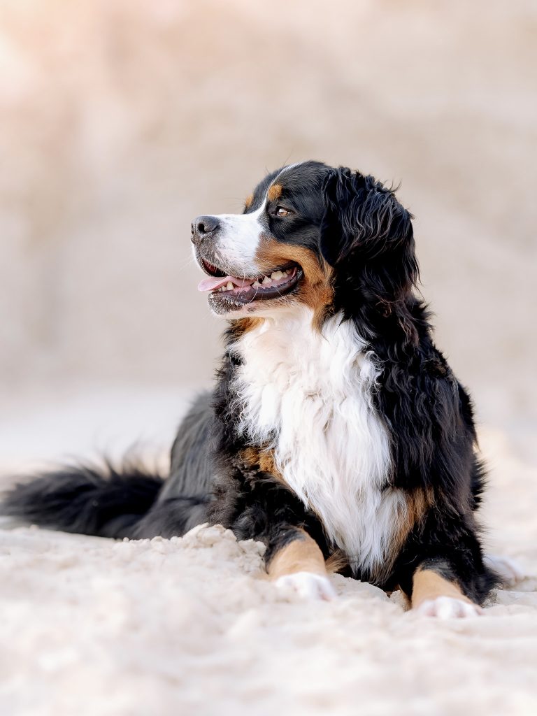 Hundefotografie Berner sennen
