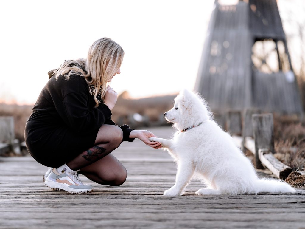 Shooting Hund gibt Pfote