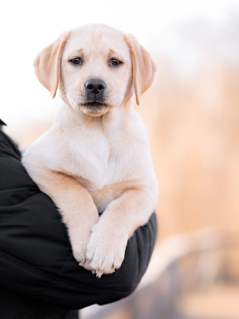 Tierfotografoe Welpe