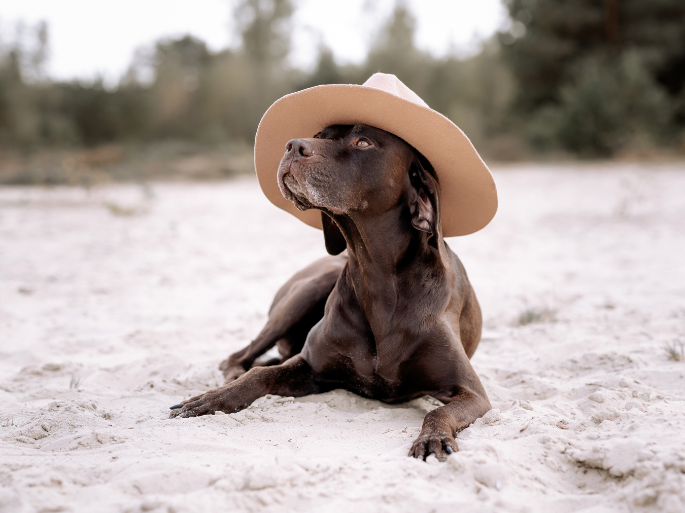 Hundefotografie
