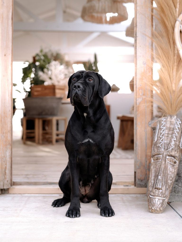 Foto Studio in Bünde mit Katze
