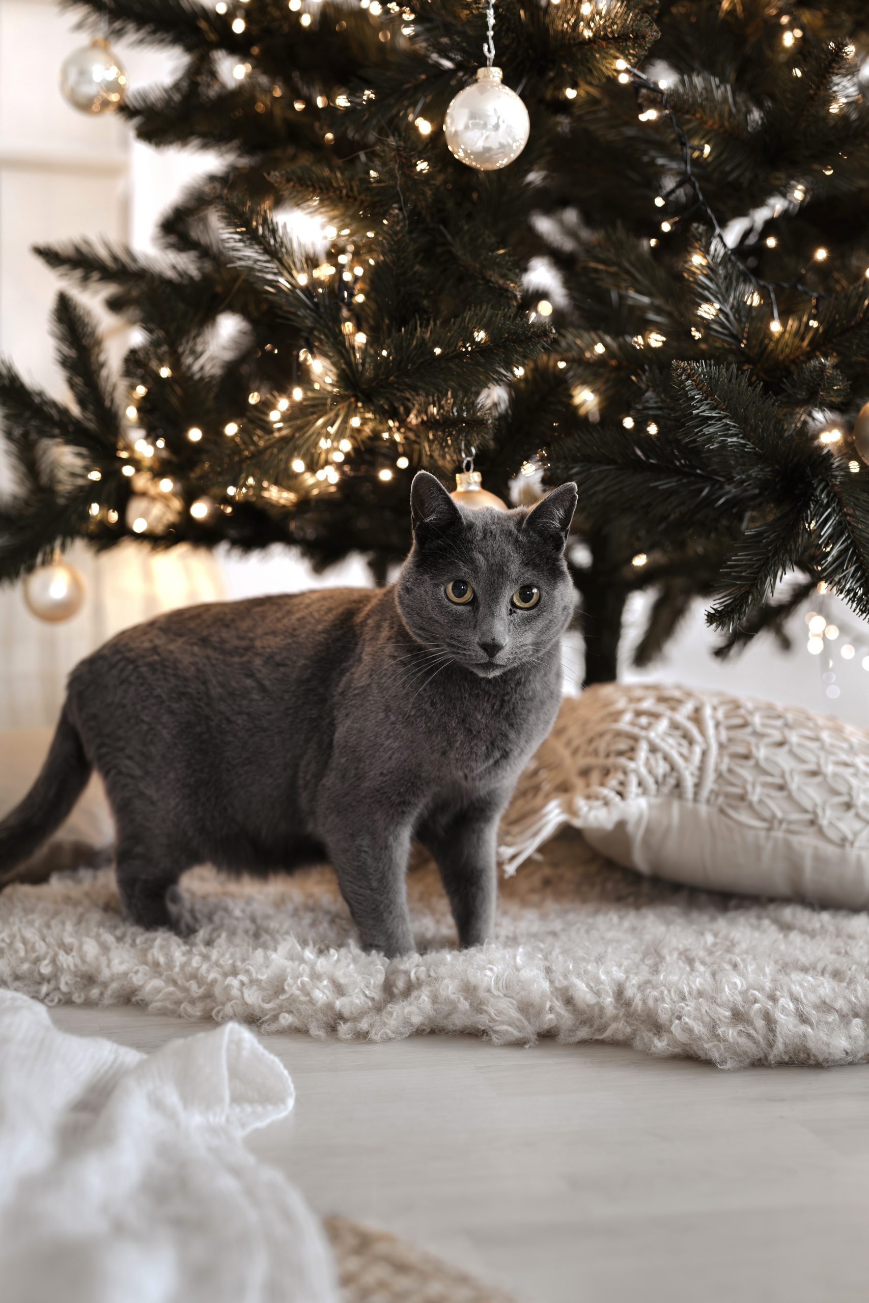xmas13