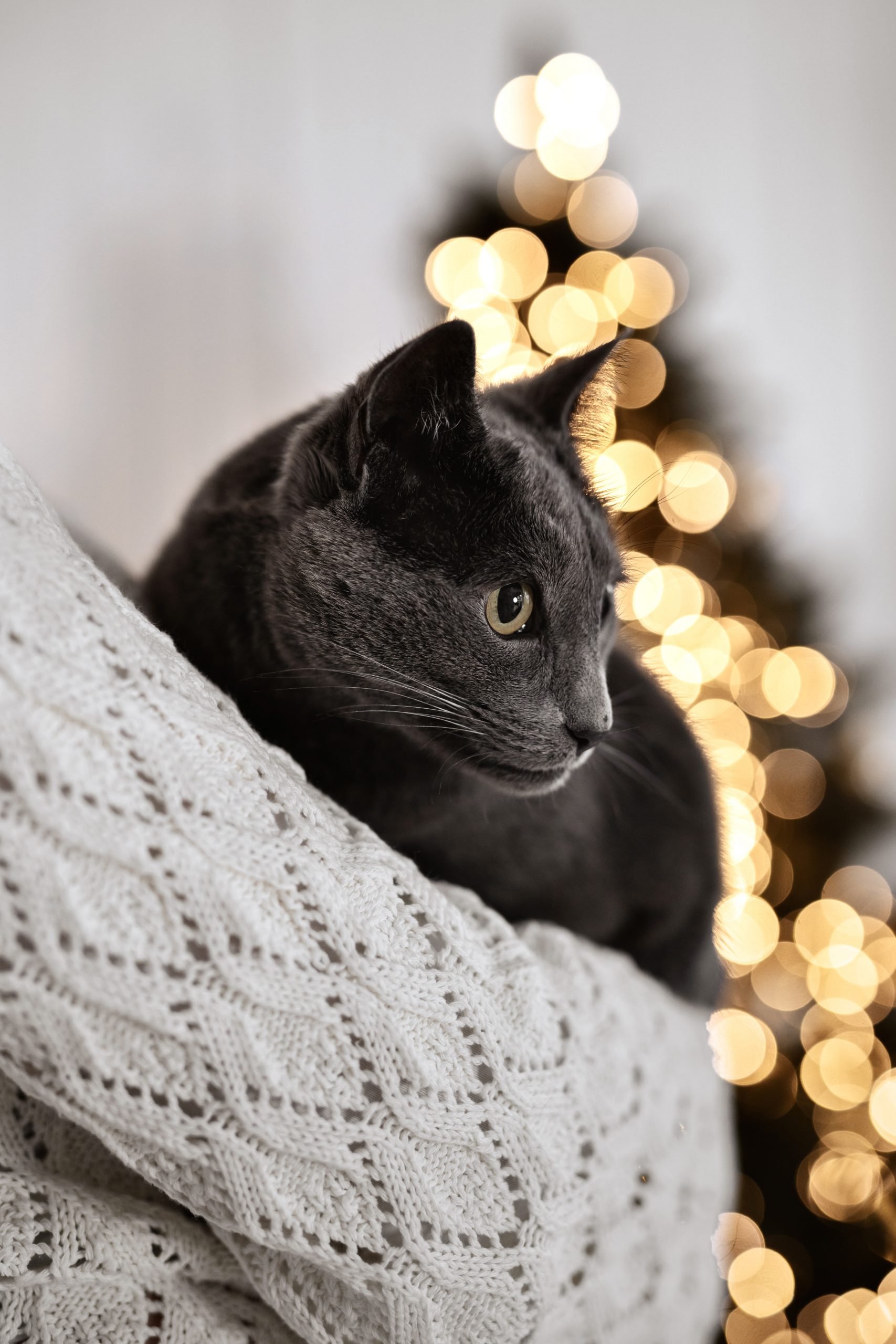 xmas6.4